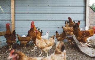 flock of hen near gray wall