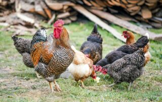close-up photography of flock of chicken