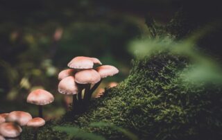 selective focus photography of pink mushrooms