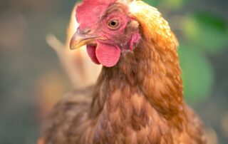 brown hen in tilt shift lens