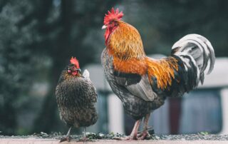 red black and white rooster