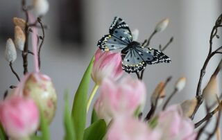 A butterfly rests on a pink tulip blossom.