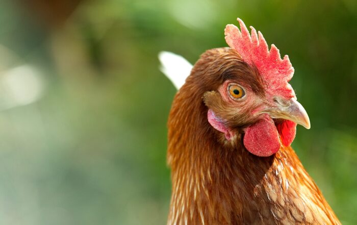 closeup photo of brown and red chicken comb