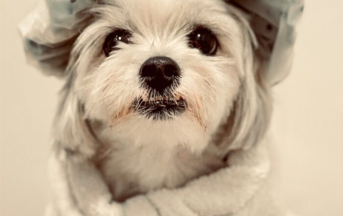 A small white dog wrapped in a towel
