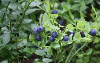Vaccinium myrtillus Mustikka IMG 1100 C