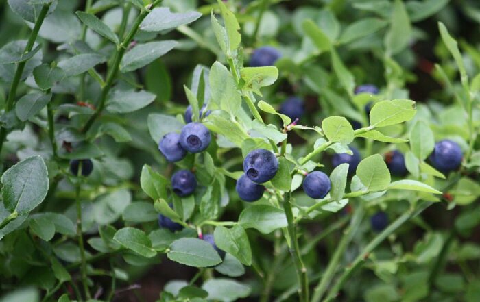 Vaccinium myrtillus Mustikka IMG 1100 C