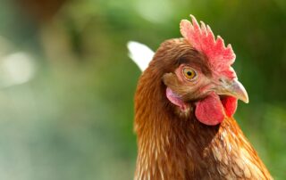 closeup photo of brown and red chicken comb